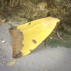 Ophiusa tirhaca