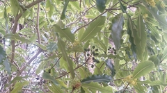 Pittosporum eugenioides