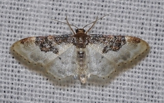 Idaea mustelata