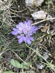 Scabiosa triandra