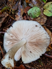 Pluteus