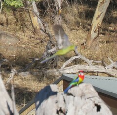 Platycercus elegans flaveolus