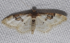 Idaea mustelata