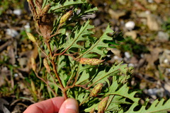 Grevillea obtecta