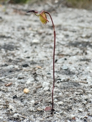 Caleana nigrita