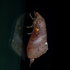 Kunugia latipennis