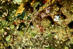 Parablennius tasmanianus