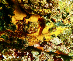 Parablennius tasmanianus