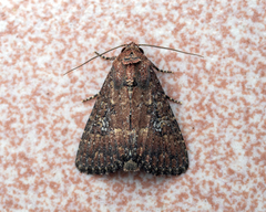 Condica illecta