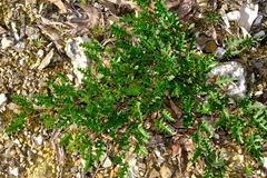 Grevillea obtecta