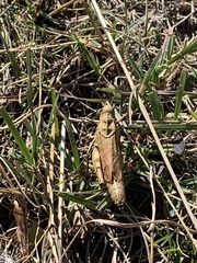 Psophus stridulus