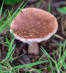 Amanita rubescens