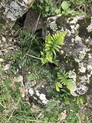 Asplenium obtusatum