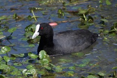 Fulica atra australis