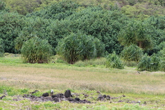 Himantopus mexicanus knudseni