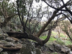 Olearia traversiorum