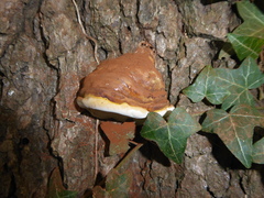 Ganoderma adspersum