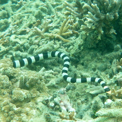 Laticauda saintgironsi