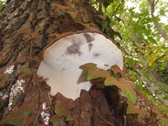 Ganoderma adspersum