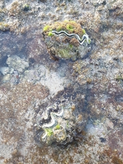 Tridacna maxima