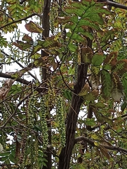 Styphnolobium japonicum