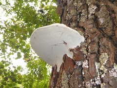 Ganoderma adspersum