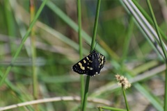 Phalaenoides tristifica