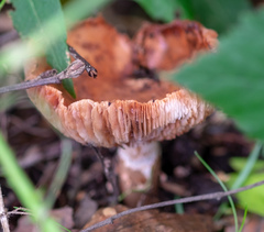 Amanita rubescens
