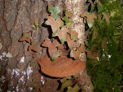 Ganoderma adspersum