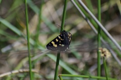 Phalaenoides tristifica