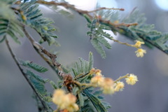 Acacia mearnsii