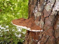 Ganoderma adspersum