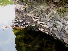 Trametes ochracea