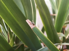 Geocoris erythrocephalus