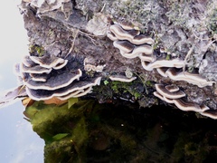 Trametes ochracea