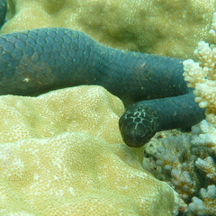 Emydocephalus annulatus