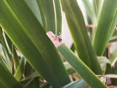Geocoris erythrocephalus