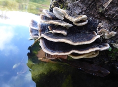 Trametes ochracea