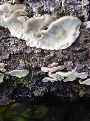 Trametes ochracea
