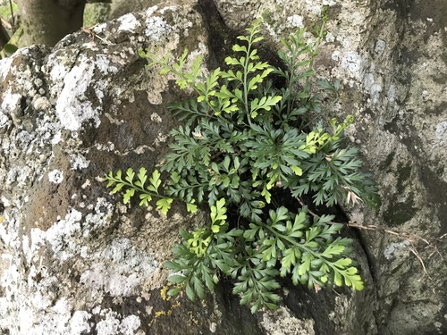 Asplenium chathamense (Asplenium chathamense)