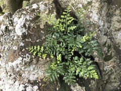 Asplenium chathamense