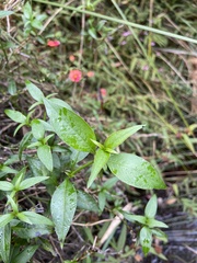 Opercularia volubilis