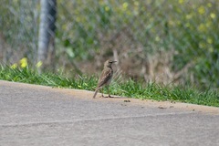 Anthus australis