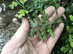 Asplenium chathamense