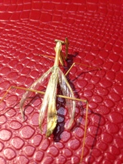 Mantodea