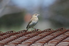 Anthus australis