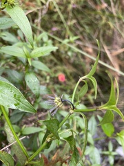 Opercularia volubilis