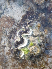 Tridacna maxima