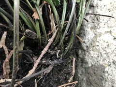 Asplenium chathamense