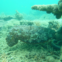 Sepia latimanus